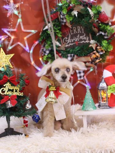 20231203桃果ちゃん